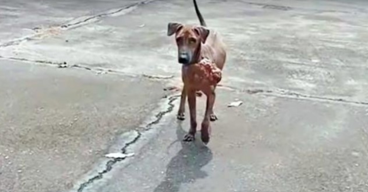 Stray Afraid Of People Working Up Odvaha požiadať 1 muža, aby vzal jeho bolesť preč