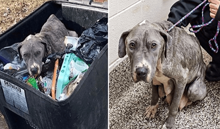 Neglined Mama Dog Dumped In Garbage Can Is Heartbroken Without Her Babies