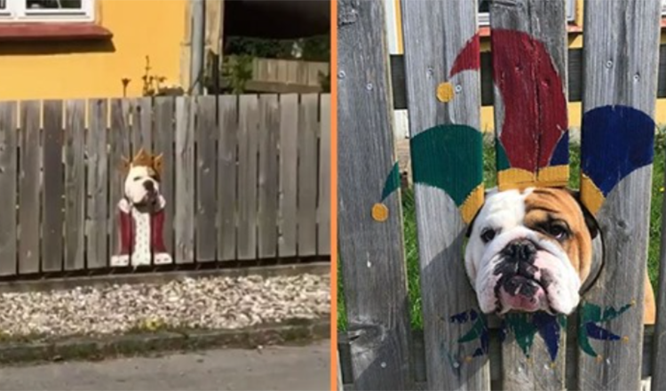 Žena maľuje plot pre Nosy Bulldog – okoloidúci to považuje za veselé