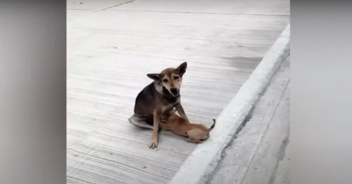 Fractured Street Dog Still Nursed And Loved Her Baby As Best She Could