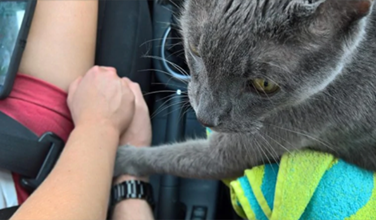 Dojemný moment Umierajúca mačka „drží majiteľa za ruku“ na poslednej ceste k veterinárovi