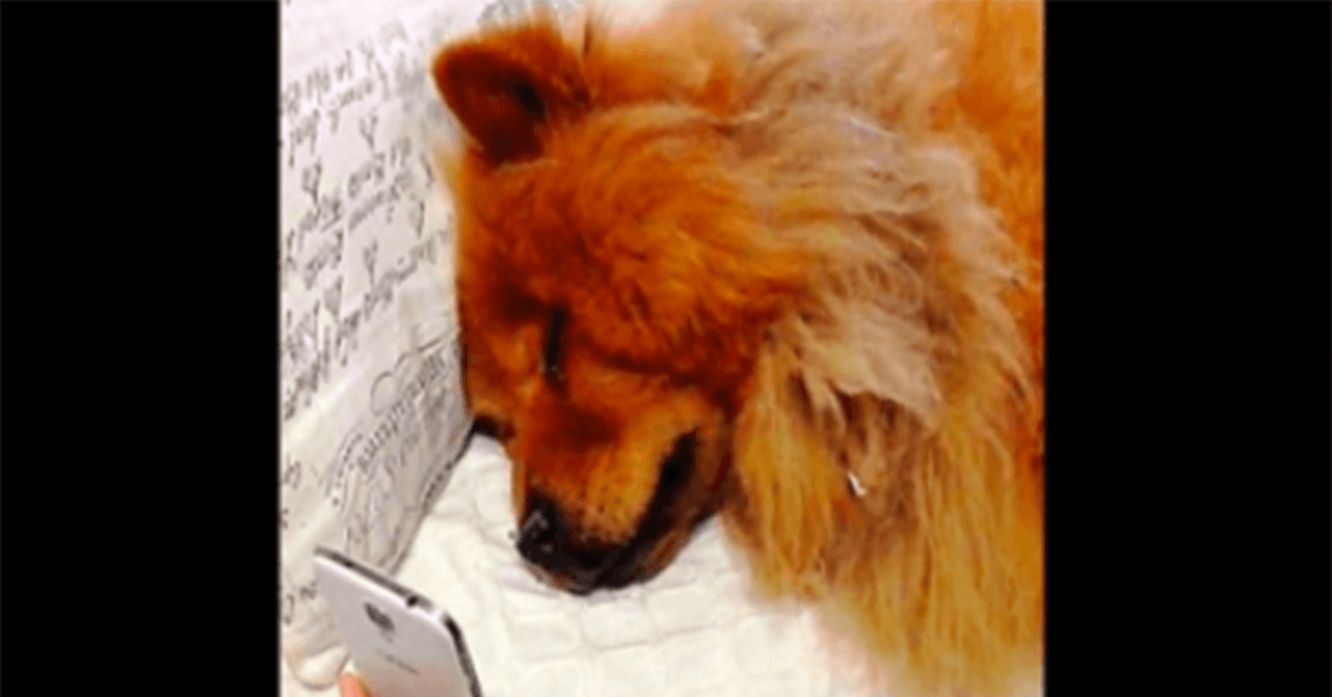 Depressed Dog Pining For Her Mom Breaks Down When She Video Calls With Her