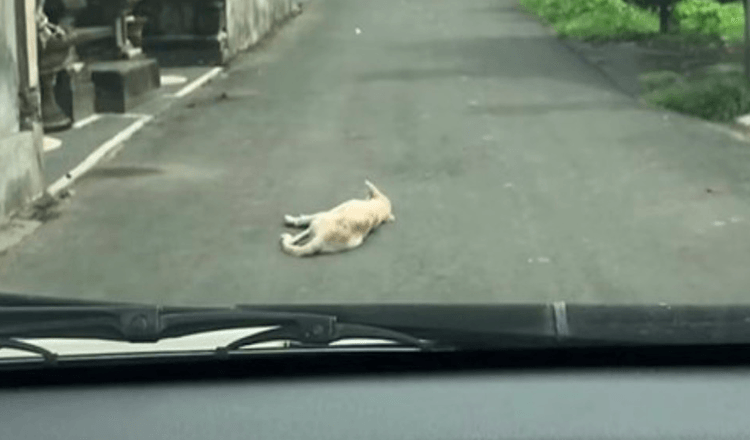 Auto zatiahne na nehybne ležiaceho psa uprostred cesty