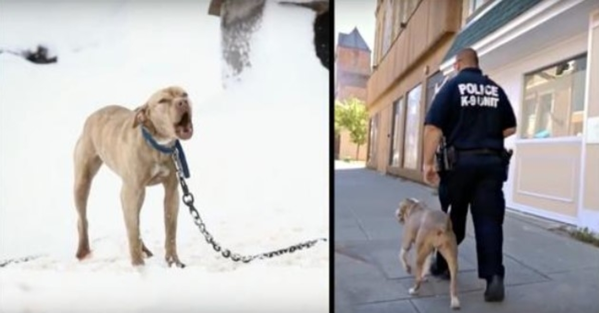 Pit Bull Chained Up In Snow plakal o pomoc a policajt jej dal šancu na celý život