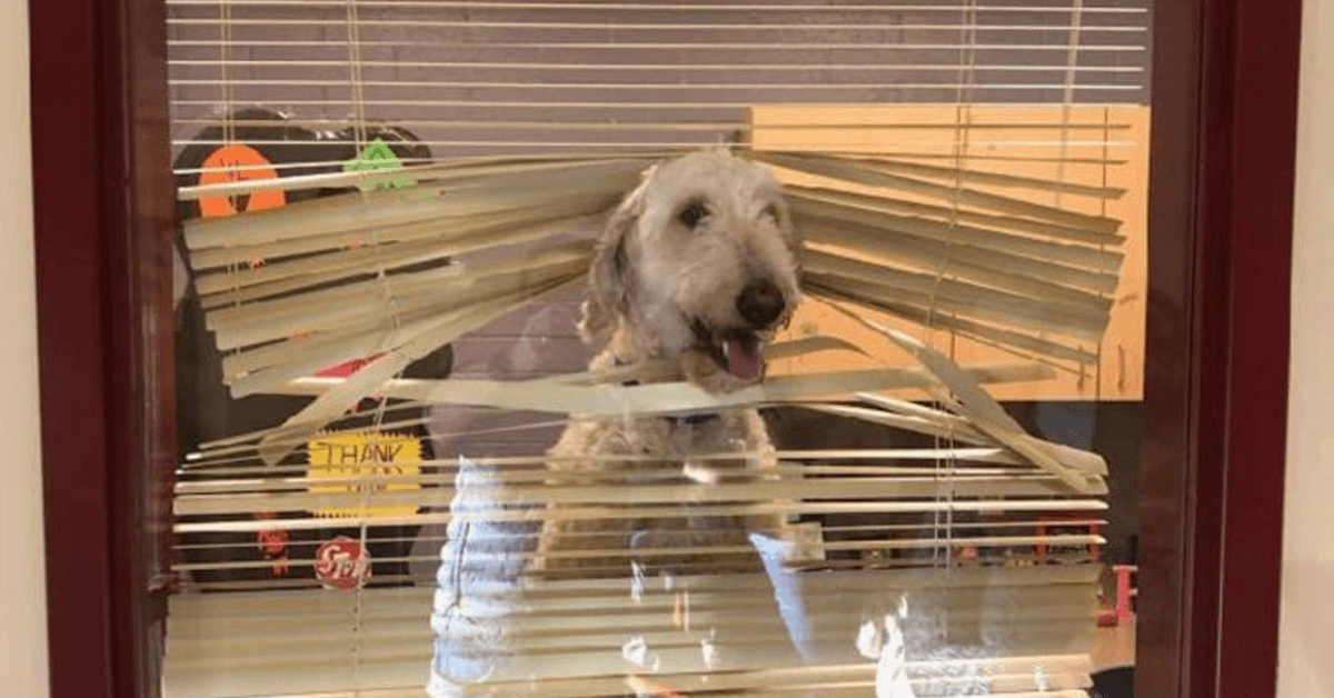 Labradoodle nasleduje deti do školy, potom rodina dostane jeho fotografiu v kancelárii riaditeľa