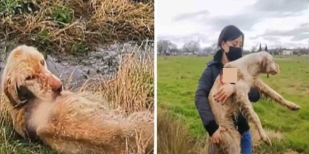 Záchranári nájdu opusteného loveckého psa hnijúceho zaživa na poli a rozhodnú sa ju zachrániť