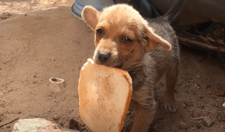 Zabudnuté šteniatko, ktorého súrodenci boli adoptovaní, sa snaží postarať sa o seba v odpade