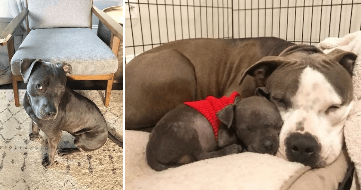 Heartbroken Pitbull, ktorý stratil svoje šteňatá Finds Purpose With Orphaned Puppy