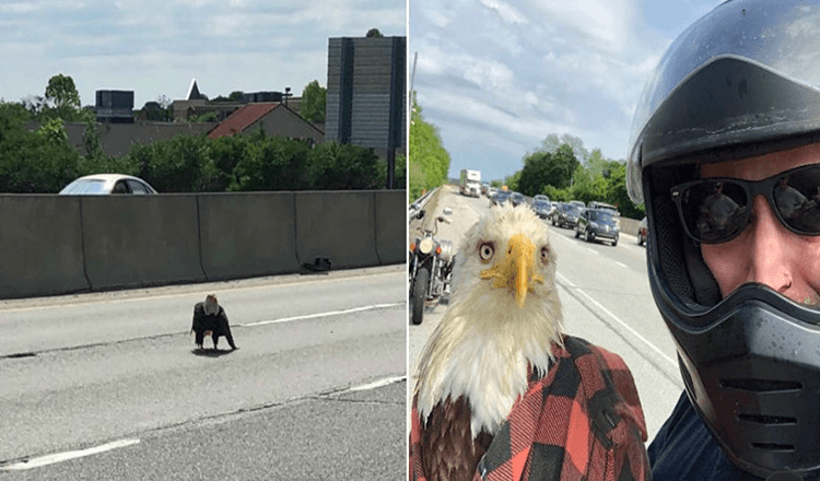 Guy Sees A Bald Eagle prichytený v premávke a zachráni jej život