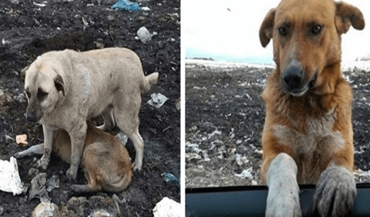 Túlavý pes, ktorý žil na smetisku, prosil ľudí, aby si ho adoptovali