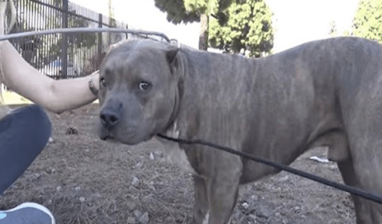 Zranený pitbul kričí a kňučí od bolesti, keď sa záchranári blížia a zachraňujú ho z koľají