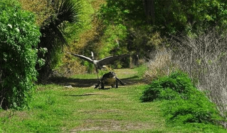 To je moje dieťa! Cheeky Heron Is Chased By Infuriated Alligator Mother After It Swipes Youngster From Her Nest