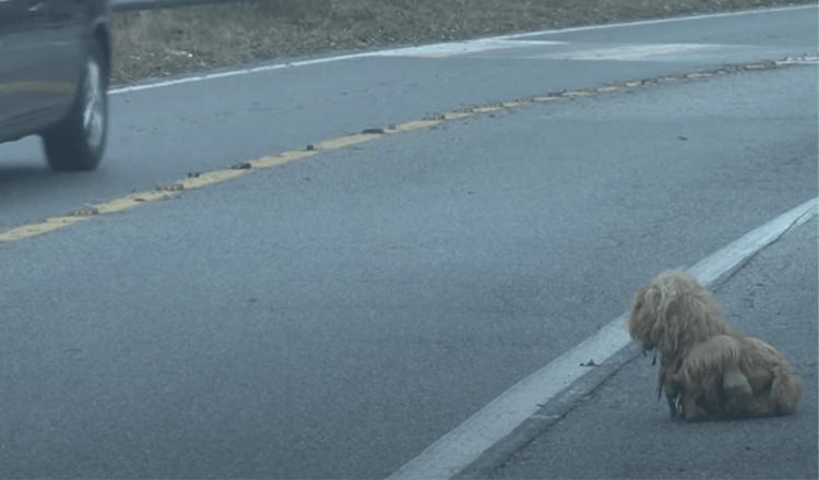 Matted Dog 2 roky neustále žiari na autá a dúfa, že sa jej majiteľ vráti