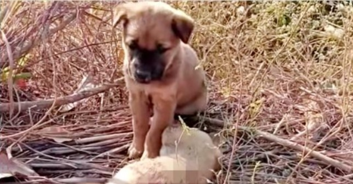 Opustené šteniatko plakalo, aby sa jeho sestra zobudila a položila labky na jej telíčko